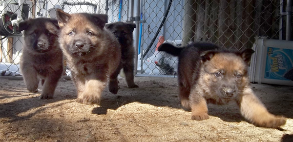 german-shepard-puppies-for-sale-massachusetts